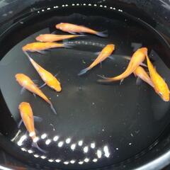 鯉仔 銀鱗紅白と紅白