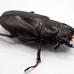 メタリフェルホソアカクワガタ(亜種アエノミカンス)♀単品1匹1000円