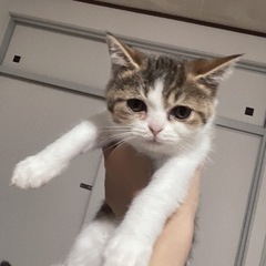 エキゾチック 子猫