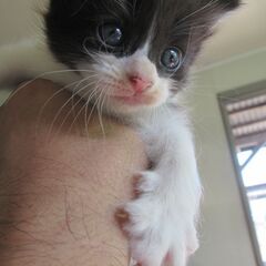 もふもふ　デレねこちゃん　8月生まれ