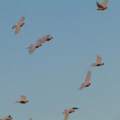 沖縄葬儀 🕊️白い鳩を羽ばたかせる演出🕊️の画像
