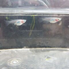 透明鱗ダルマメダカ。