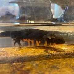 天然イモリ　お腹がオレンジ色