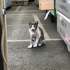 春生まれの子猫たち❤️助けて下さい🙏