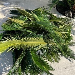 ソテツの葉っぱ　ドライフラワー等にする方　蘇轍