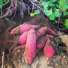 紅あずま　10kg