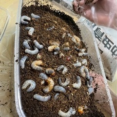 カブトムシ幼虫