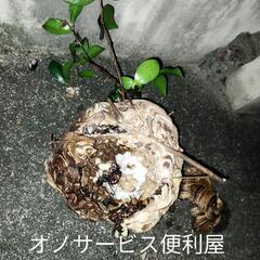 ２４時間対応❗愛知県全域対応❗❗蜂の巣駆除、ゴキブリ、蛇、コウモ...