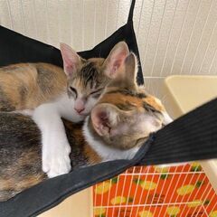 美人姉妹の三毛ちゃん