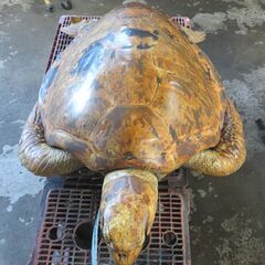 亀のはく製