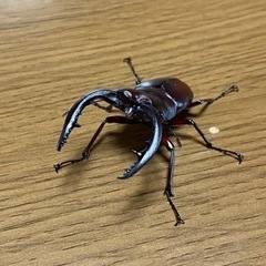 【HIRO様限定】ノコギリ幼虫8頭　♂4♀4