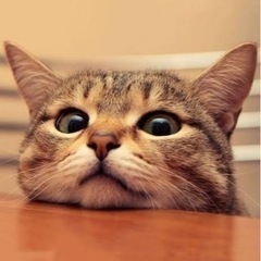 猫飼ってる方いますか？