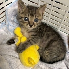 家族が決まりました☺︎【キジトラ】生後1ヶ月 男の子