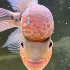 熱帯魚2の画像