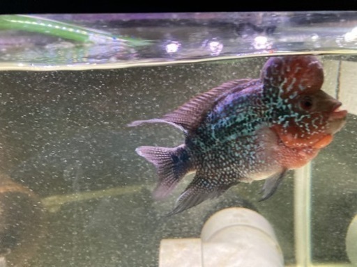 熱帯魚2