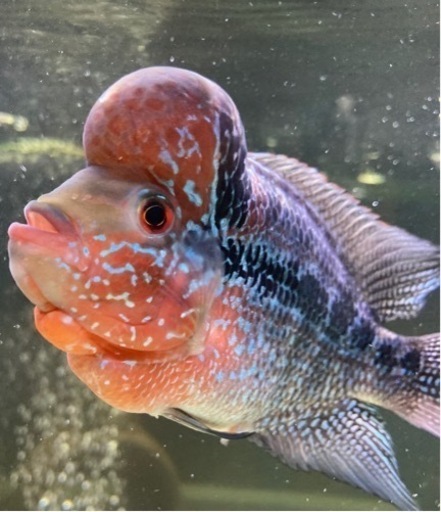 熱帯魚2