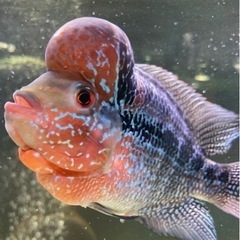 熱帯魚2の画像
