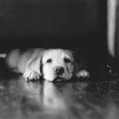 「盲導犬クイールの一生」原作撮影者　秋元良平のわんちゃん撮影会