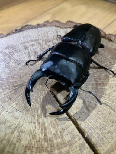 オオクワガタペア　（肝川産）