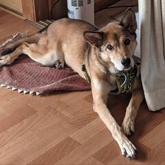 ミックス犬中型青い首輪を着けている迷子犬探しています。