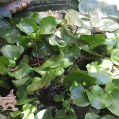 水草、ほてい草