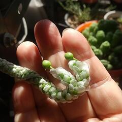 多肉植物 アボニア パピラケアの種子