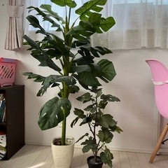 観葉植物　2個