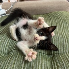 人懐っこい元気な男の子♂
