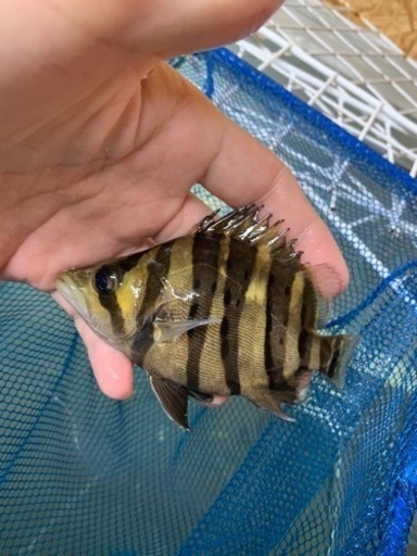 ダトニオ　パーフェクトバンド