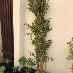 株立ちヒメシャラ　寝巻き済