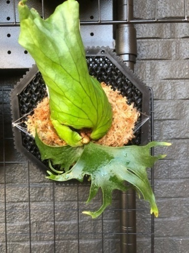 coronarium  Philippines Dwarf ビカクシダ　ドワーフ