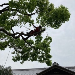 台風対策！★どんな木でも伐採します★伐採作業実績多数！家の裏山の...