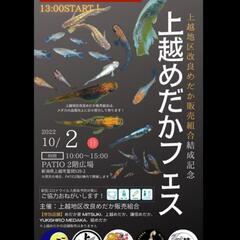 上越めだかフェス・めだか・メダカ