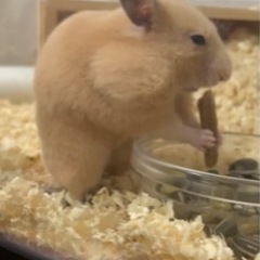 ハムスター