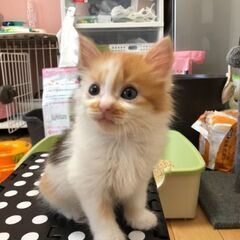 無事里親さん決まりました。