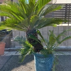 ソテツ　蘇鉄　大型　