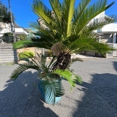 ソテツ　蘇鉄　大型　の画像