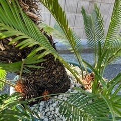 ソテツ　蘇鉄　大型　の画像