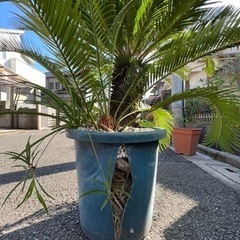 ソテツ　蘇鉄　大型　の画像