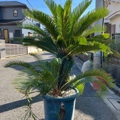 ソテツ　蘇鉄　大型　の画像