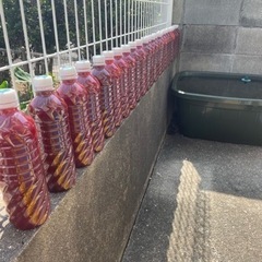 PSB 500ml×3本 【光合成細菌】の画像