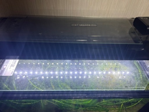 水槽60㎝　水槽台　上部フィルター　ライト　魚とエビと貝　エアポンプ　ヒーター