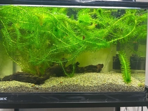 水槽60㎝　水槽台　上部フィルター　ライト　魚とエビと貝　エアポンプ　ヒーター