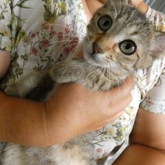 10月9日犬と猫の譲渡会～あなたの家族になりたい～ - 土浦市