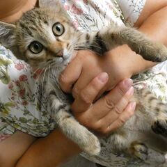 10月9日犬と猫の譲渡会～あなたの家族になりたい～ - その他