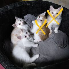 コロフワ白茶の兄弟子猫