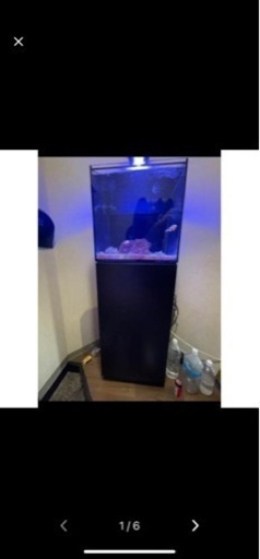 red sea 45cm水槽 海水魚