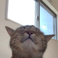 猫の里親募集 − 群馬県