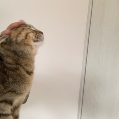 猫の里親募集 - 猫