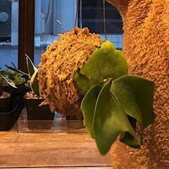 ビカクシダ苔玉